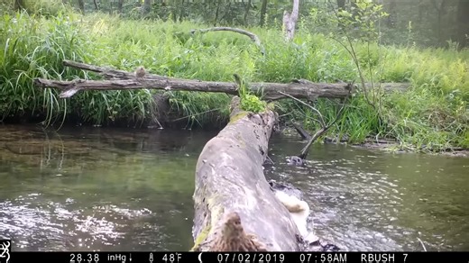 Pennsylvania man captures all walks of life crossing log bridge