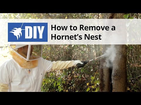 How to Get Rid of Wasps & Hornets - Nest Removal
