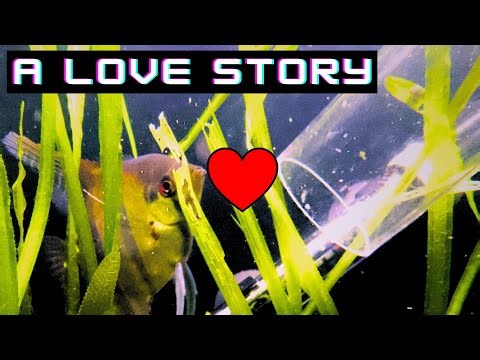 The Basics of Aquarium Water Changes: Keeping Your Fish Happy and Healthy