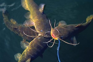 20 Great Tips for Catching More Bullheads - Game & Fish