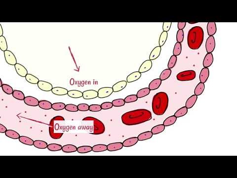 Alveoli: Gas Exchange