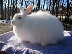 French Angora Rabbits - A Complete Care Guide - The Bunny Hub
