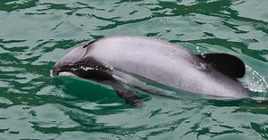 Hector's dolphin