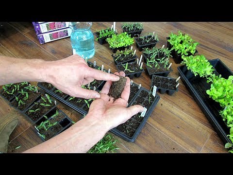 Seed Starting Basics: Peppers - Germination, Thinning, Watering Science, Fertilizing, Potting-Up