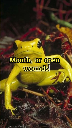The world's most poisonous frog: Exploring the Golden Poison Frog of Colombia's Rainforests