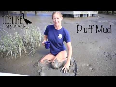 Tideline Tours takes a trip to the Pluff Mud in today's virtual tour