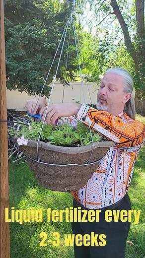 Revive Your Petunias