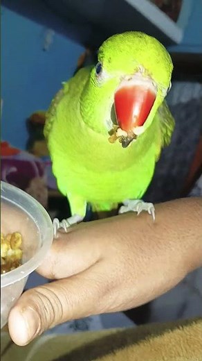 mithu 🦜 ko bhookh lagi #talkingparot #parrot #greenparrot #talkingparrot #birds #mitthu
