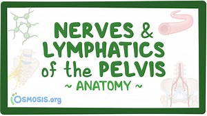 Nerves and lymphatics of the pelvis: Video, Causes, & Meaning | Osmosis