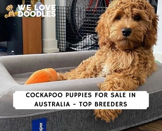 Cockapoo Puppies For Sale in Australia: Top 7 Breeders! - We Love Doodles