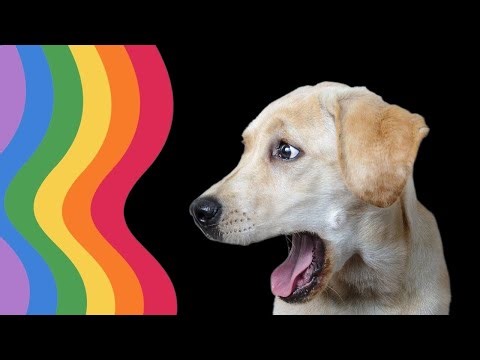How Dogs See the World: Understanding Their Vision 👀