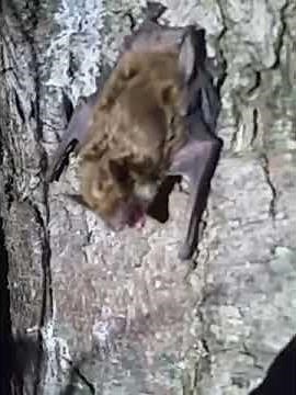 Bat Sounds in my Attic? Listen to brown bat vocalization noise. Dayton Bat Control and Pest Removal