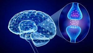 Synapse | Definition, Types & Functions
