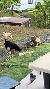 1.5M views · 10K reactions | Aem Aem on Reels | Facebook