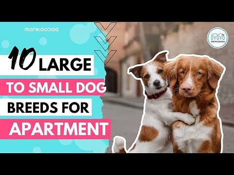 Best Apartment Dogs of 2020 || List of Top 10 Dog Breeds you can have in your Apartment || Monkoodog