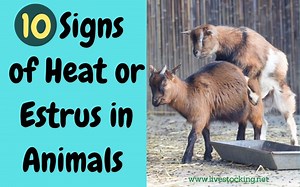 10 Signs of Estrus Or Heat In Animals