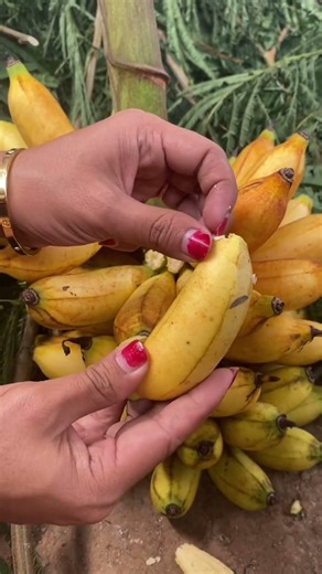 Banana Fruit #bananafruit