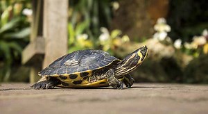 Why Do Turtles Move So Slow? (It’s Not the Shell) | Turtle Owner