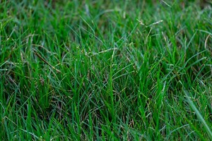 Centipede Grass vs. Bermuda: Pros, Cons, and How To Choose