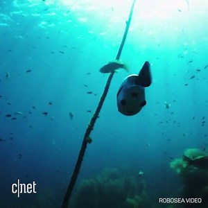 48K views · 133 shares | Just keep it away from fishing nets. | CNET | Facebook