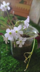 Oxalis Triangularis / Purple Butterfly Plant Bloom#OxalisTriangularis #PurpleShamrock#ButterflyPlant