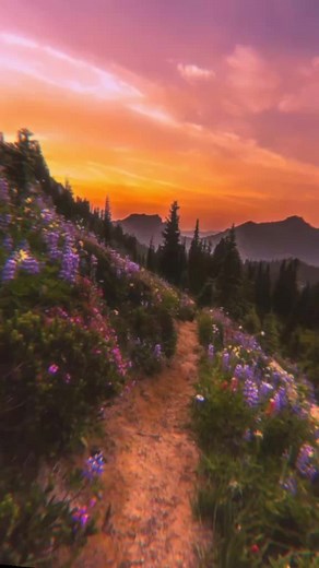 Beautiful Flower Field Wallpapers for Your Phone