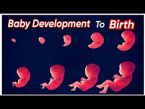 Baby development to Birth / Fertilization to Birth / Week and months !. #pregnancy #stages