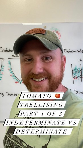🍅 Determinate vs. Indeterminate Tomatoes: What’s the Difference? 🍅 When it comes to growing tomatoes, one of the first things to consider is whether you want to plant determinate or indeterminate varieties. The main difference between these two types is how they grow and how they should be trellised. Determinate tomatoes, also known as “bush” tomatoes, have a compact growth habit and tend to reach a certain height (usually 3-4 feet) before stopping. They produce a large crop of fruit over a re