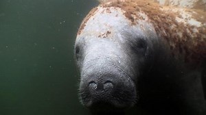 Manatees explained: Inside the slow-paced lives of "sea cows"