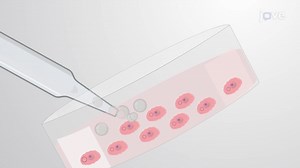 Bead Loading to Introduce Nucleic Acids Into Adherent Cultured Cells: A Technique to Load Fluorescent Protein-Encoding Plasmids Into Adherent Mammalian Cells