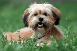 Learn About the Yorkie Shih Tzu Mix aka the Shorkie-Zu - Dogable