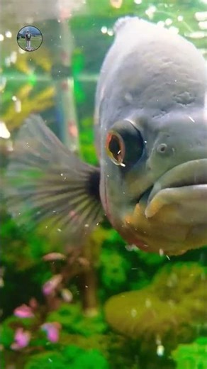watch the stunning Oscar Fish (Astronotus ocellatus) glide gracefully through a vibrant aquarium 🌿✨.