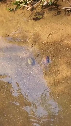 426K views · 3.6K reactions | Samsung Galaxy S22 Ultra Display 勞⁣ ⁣ | Mobile-Tech | Facebook