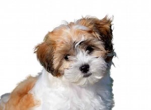 Shichon / Zuchon for Sale - Latest Pet Ads - Buy, Sell, Adopt