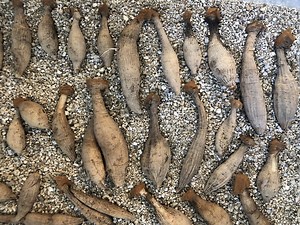 5 Steps To Divide Dahlia Tubers