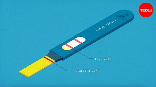 How do pregnancy tests work?