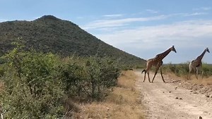 104 reactions · 3 comments | Giraffes galore 漣 漣漣漣 | Tau Game Lodge | Facebook