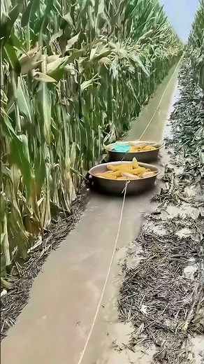 Corn Field Harvest! Fresh Corn Picked and Stacked Up