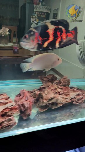 274K views · 8.1K reactions | Midas Cichlid aka Red Devil Fish  | AquaFranz | Facebook