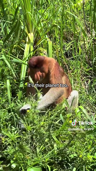 Clever Species and Our Planet's Destruction