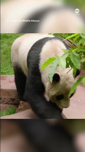 San Diego Zoo releases 1st video of pandas from China