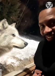 942K views · 10K reactions | Howling pack of nine wolves surround couple's cabin | Girly Panda | Facebook