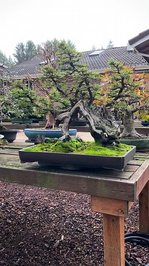 Rare arched bonsai🌿🌿 #sequoia #bonsai