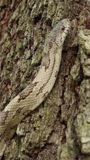 Grey rat snake climbs oak tree #snakes #nature