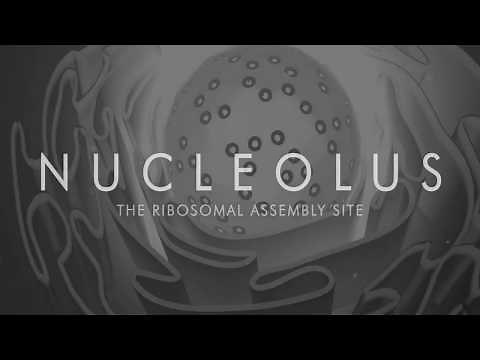 The Nucleolus, the Ribosomal Assembly Site