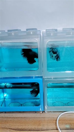 Optimum betta feeds for your betta fish 🐟🐟 #bettafeeds #feedsforbetta #optimumfeeds