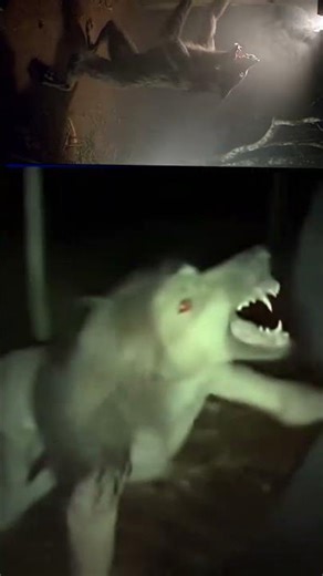 Real werewolf filmed #werewolf #fypシ #viral #Lobisomem