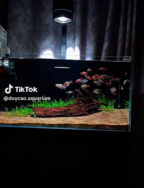 Cá Bơi Ngược Dòng: Cuộc Sống Thú Vị Của Cá