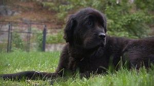 Is Pet Insurance Worth It?