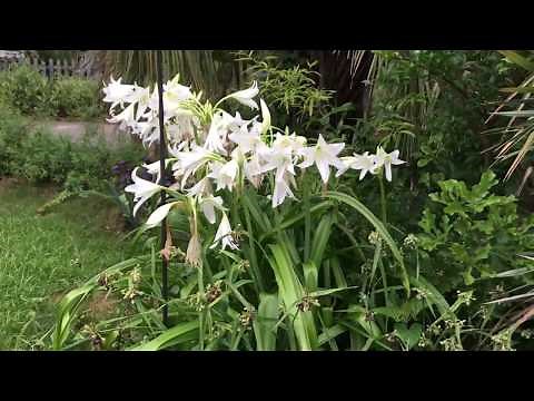 Crinum Lily in Small Yard